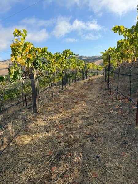 vineyard