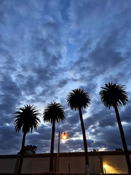 A dramatic sky with five silhouetted palm trees and a glowing streetlight, captured during dusk.