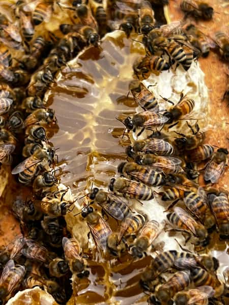 Santa Barbara Hives Bees drinking
