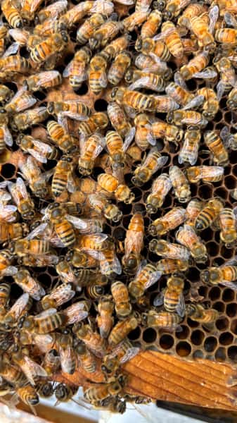 Queen Bee from Santa Barbara Hives