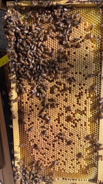 Capped Brood Bee Frame