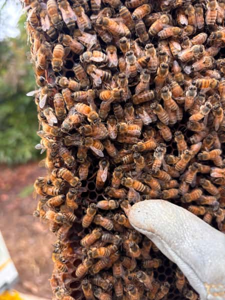 Santa Barbara Hives Hive Check