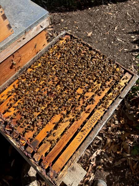 Bee Hive from Santa Barbara Hives