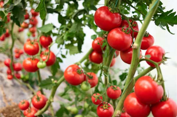 tomatoes growing on vines