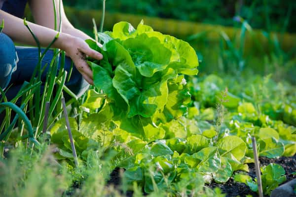 leafy vegetable