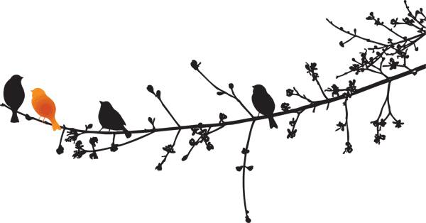 birds and branches