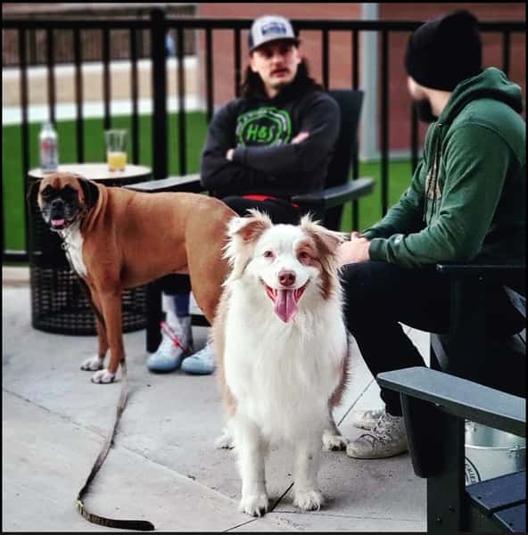 Dog Friendly Patio