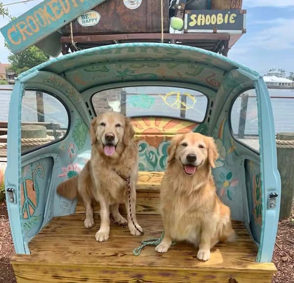 Two golden retrievers sit inside a painted wooden bench shaped like a retro car at Crooked Hammock Brewery by the water.