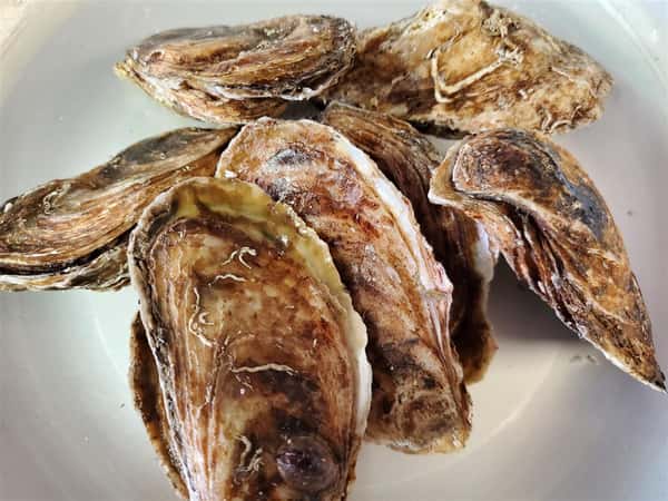 Oysters (Blue Point)