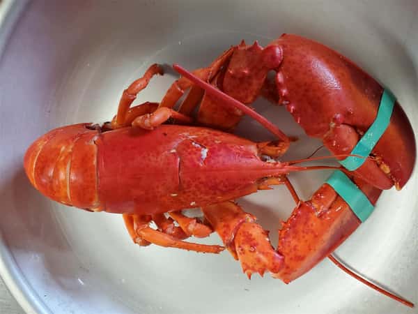 Chilled Lobster (1 1/4 LB)