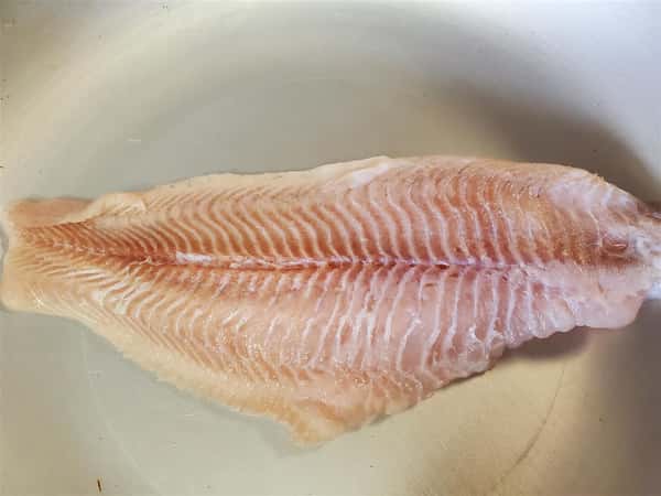 Catfish