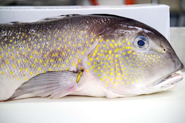 Fresh Fish of the Day
