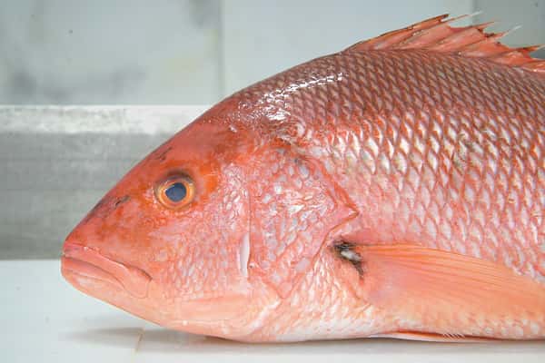 Red Snapper