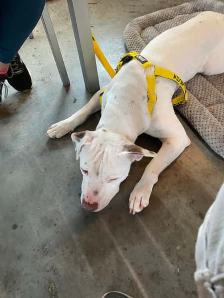 dog