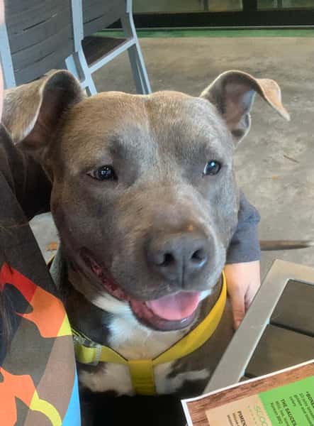 dog
