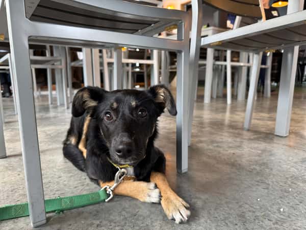 dog