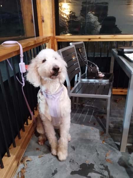 dog