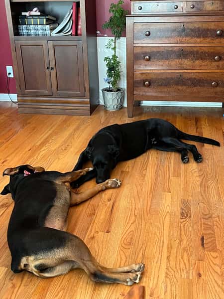dogs