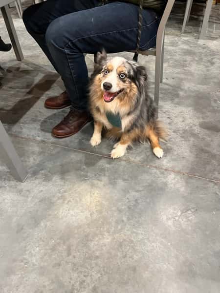 dog
