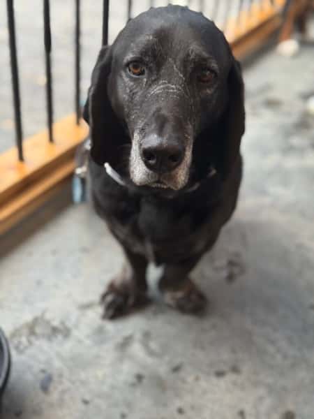 dugan