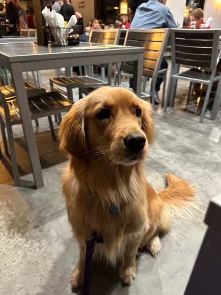 dog