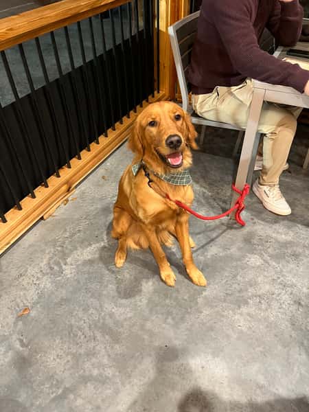 dog