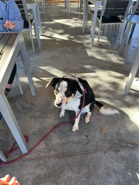 dog