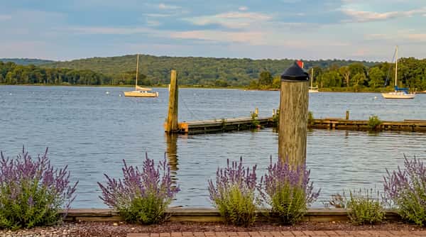 A calm lake scene with a sailboat, wooden dock, and two purple flowering bushes in the foreground.