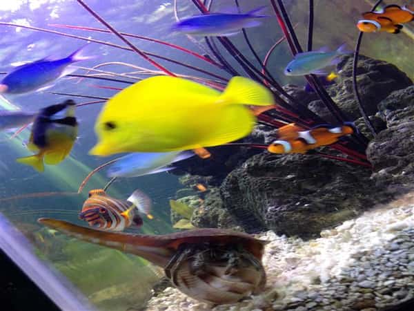 a variety of fish in a fish tank