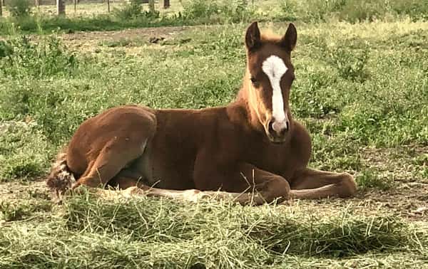 Horse laying down pasture