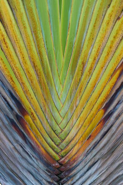 Palm Leaves