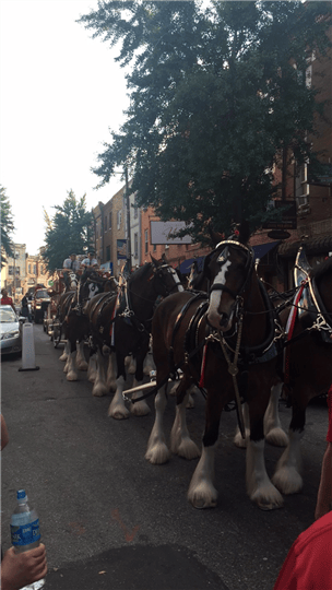 clydesdale horses outside the restaurant