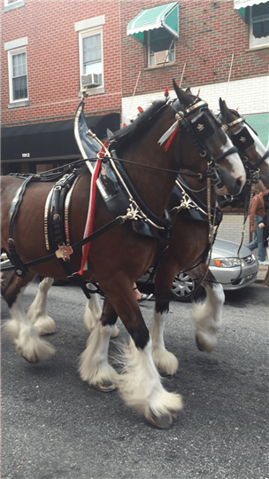 clydesdale horses outside the restaurant