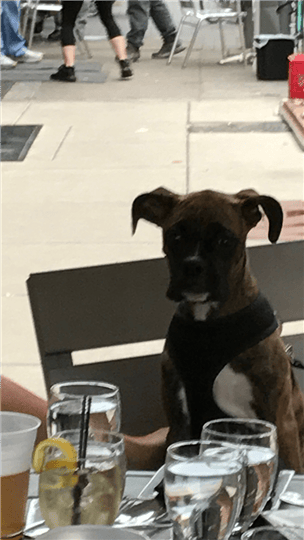 a happy puppy outside in the seating area