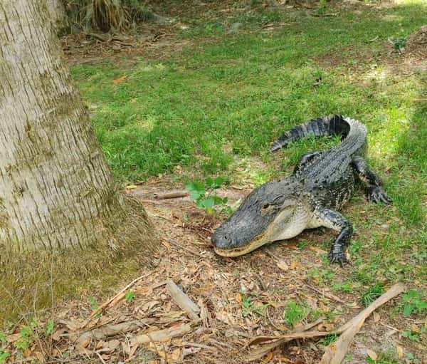 gators