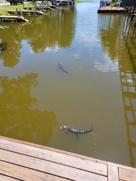 baby gators