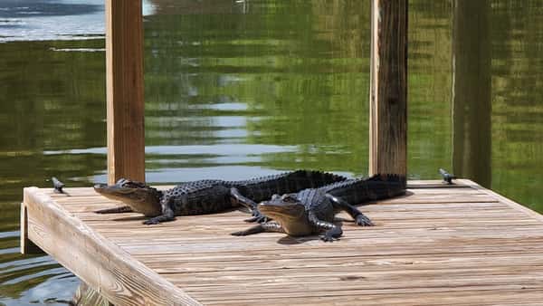 gators