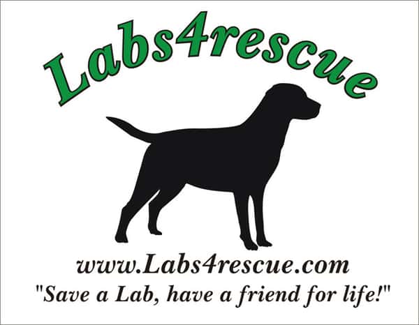 Labs4Rescue Adoption Event-Manchester, CT