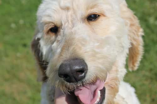 Labs4Rescue-The Dog Barkery