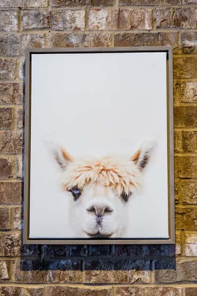Lllama Wall