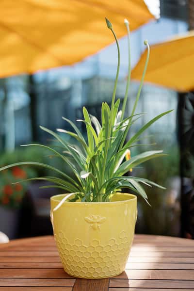 Bistango's Botanical Garden Fine Patio Dining