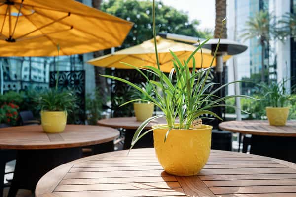 Bistango's Botanical Garden Fine Patio Dining