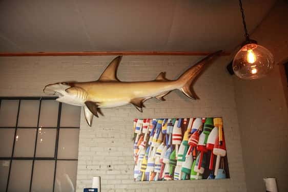 shark mounted on a wall