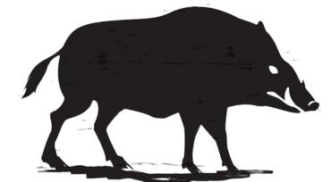 silhouette of boar
