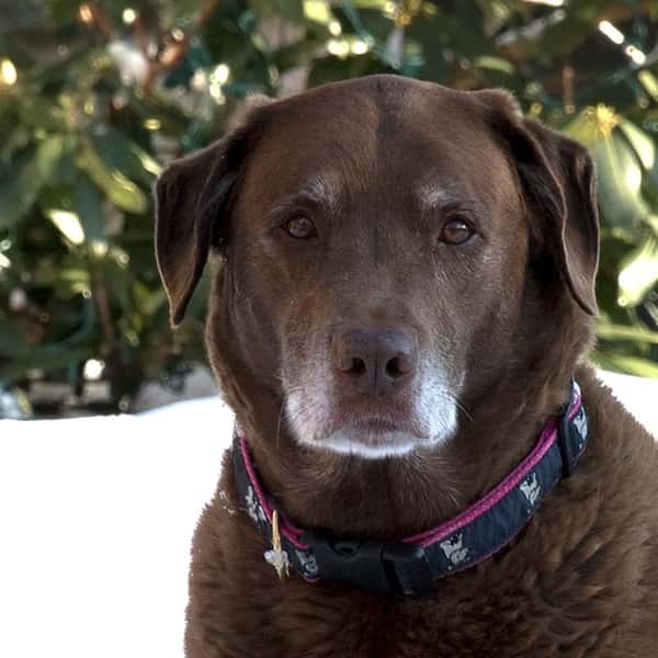 Rosie