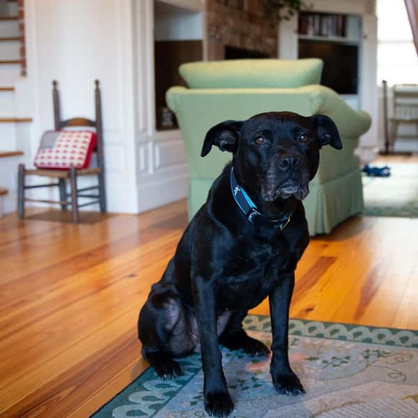 maggie