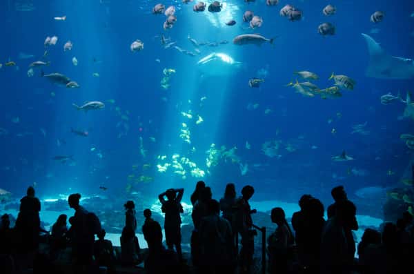 Large crowd observing a massive aquarium tank filled with vibrant marine life, including whale sharks, schools of tropical fish, and rays, illuminated by ethereal blue lighting in an indoor aquarium exhibit.