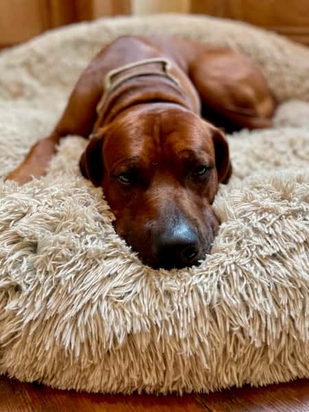 roux dog