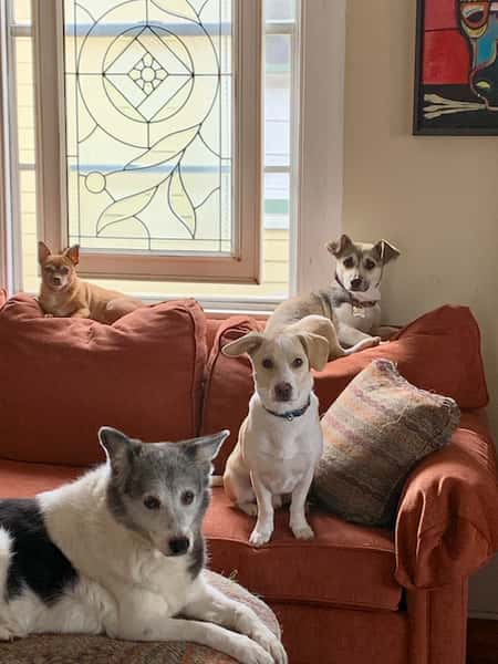Terri's pups