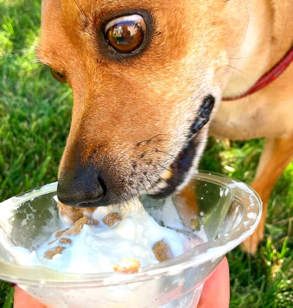 Woof Cup